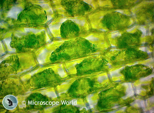 Elodea leaf cells showing osmosis when a hypertonic salt water solution is added to the sample.