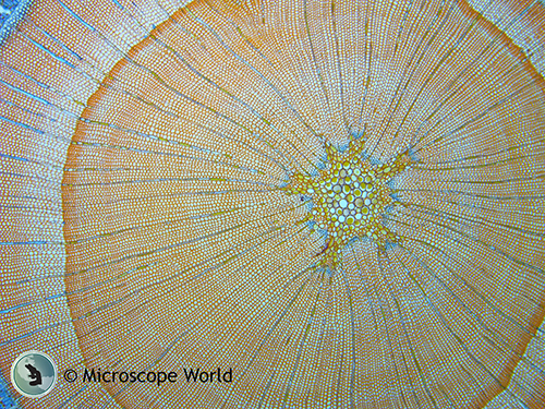 Woody stem cross section under the microscope.