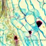 Ranunculus under microscope