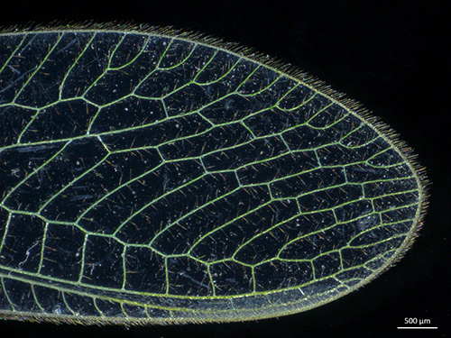 Green lacewing insect captured under the stereo zoom microscope.