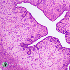 Mammal Uterus under the Microscope