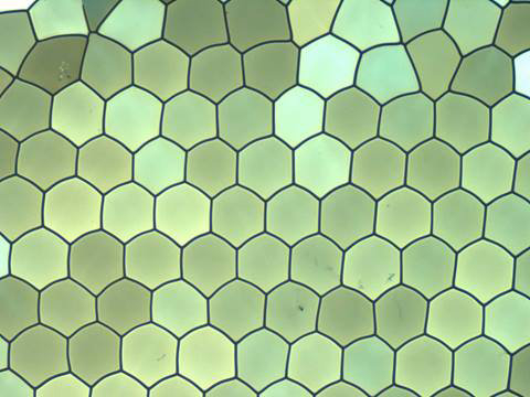 Fiberglass under the Microscope