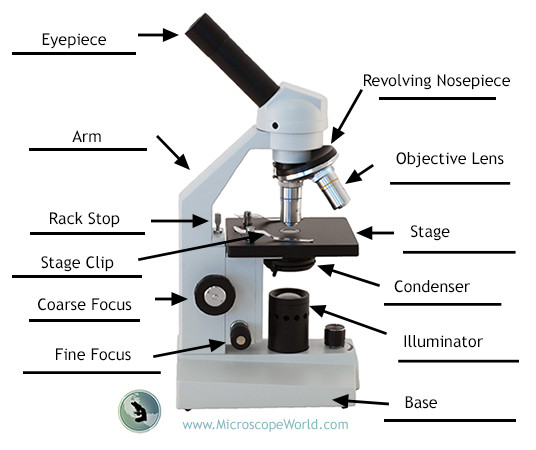 Compound Microscope Parts Labeled