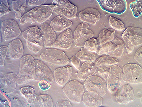 Phase contrast microscopy image of cheek cells at 100x.