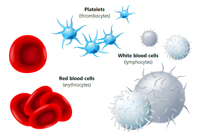 Plateletes, Red Blood Cells, White Blood Cells