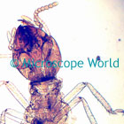 Ant Microscope Image