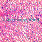 aorta microscope image