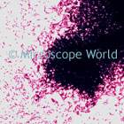 Bacillus Microscope Image