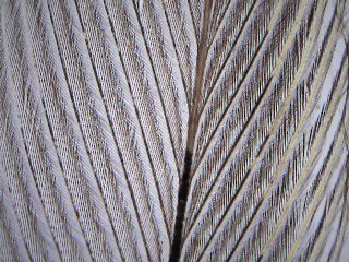 Bird feather at 40x magnification