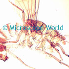 Fruit Fly Microscope Image