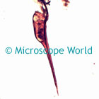 Honeybee Microscope Image