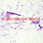 Lactobacillus Microscope Image