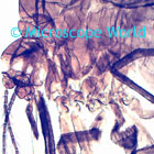 Mosquito Microscope Image