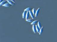 Biology image: spores