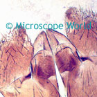 periplaneta microscope image