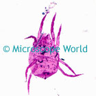 spider microscope image