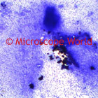 Staphlyococcus Microscope Image