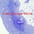 Strep Throat Microscope Image