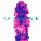Weevil Microscope Image
