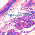 Ciliated Epith Microscope Image