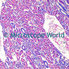 Kidney Microscope Image