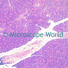 Human Pancreas Microscope Image