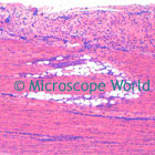 Human Tendon Microscope Image