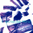 motor nerve microscope image