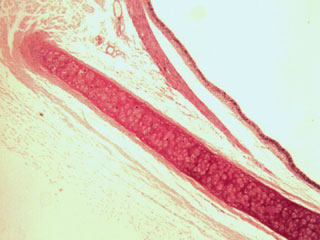 Trachea under the microscope, 40x