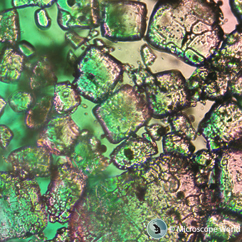 Microscope salt sample at 100x magnification of kcl, nacl, and cacl2 using polarized microscopy