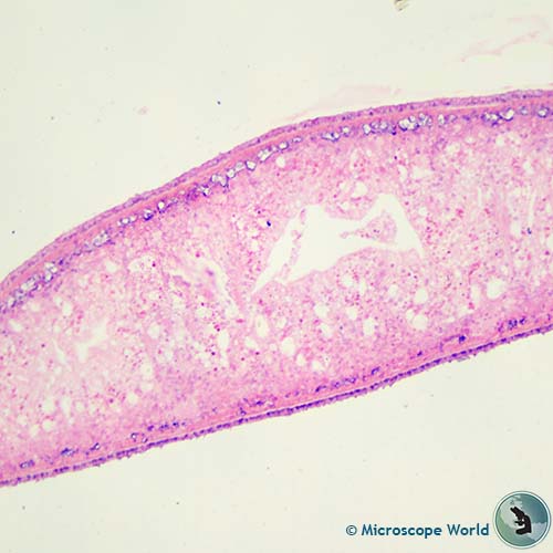 planaria under the microscope at 100x