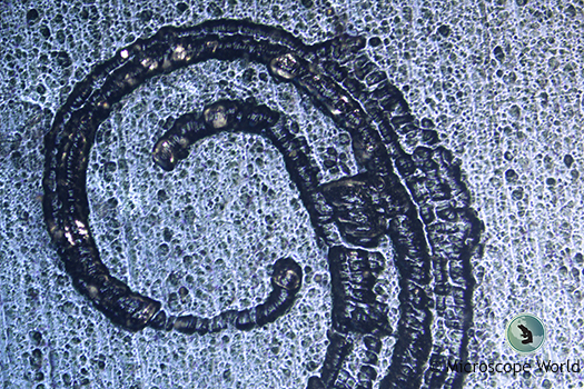 Metallurgical Microscope Image of Metal