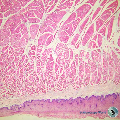 dog tongue under the microscope at 40x