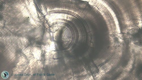 Alaska bony fish otolith under microscope.