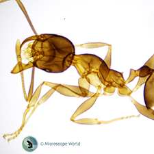 Ant microscope slide