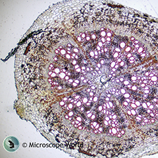 Arachis Hypogaea Root under the Microscope