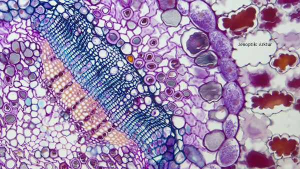 Pine cross section under the microscope at 200x captured with Jenoptik Arktur camera.