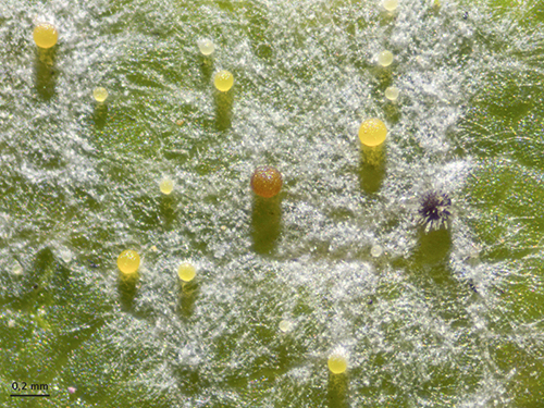 Mildew captured under Zeiss Stemi 508 stereo zoom microscope.