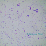 Bacillus Subtilis under microscope