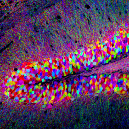 Neuroscience Fluorescence