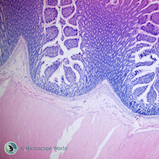 Mammal Colon under the Microscope