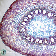 Prepared Microscope Slides