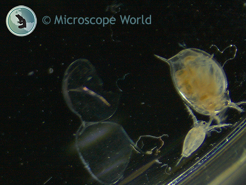 Daphnia captured under the microscope.