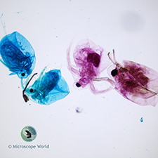 Daphnia Prepared Microscope Slide