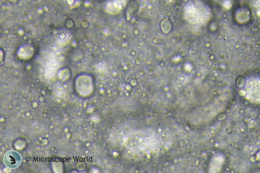 Emulsion under the microscope using 0.5x c-mount adapter.