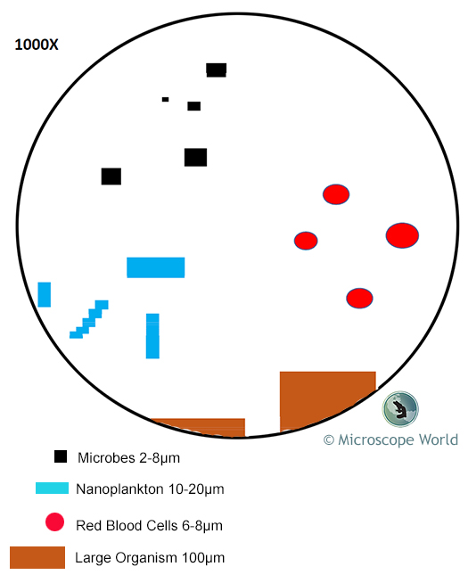 Microscope Field of View at 1000x Magnification