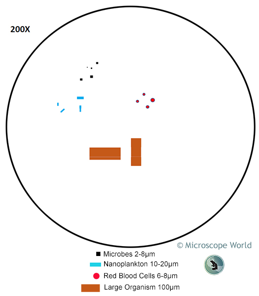 Microscope Field of View at 200x Magnification