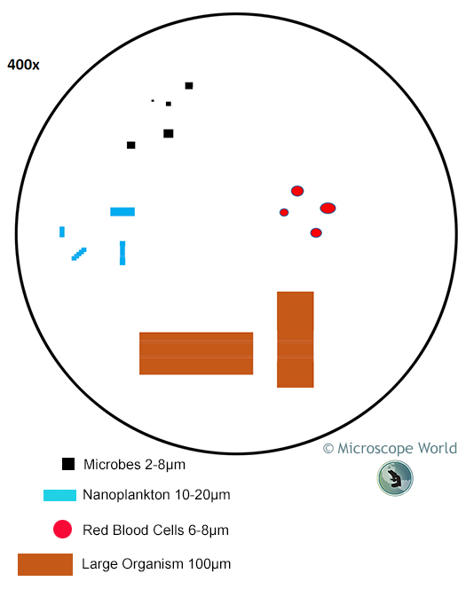 Microscope Field of View at 400x Magnification