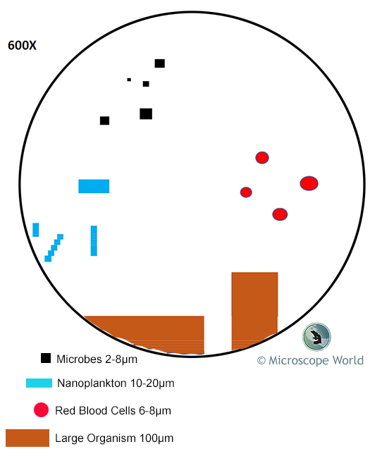 Microscope Field of View at 600x Magnification