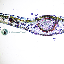 Ficus Leaf Under the Microscope